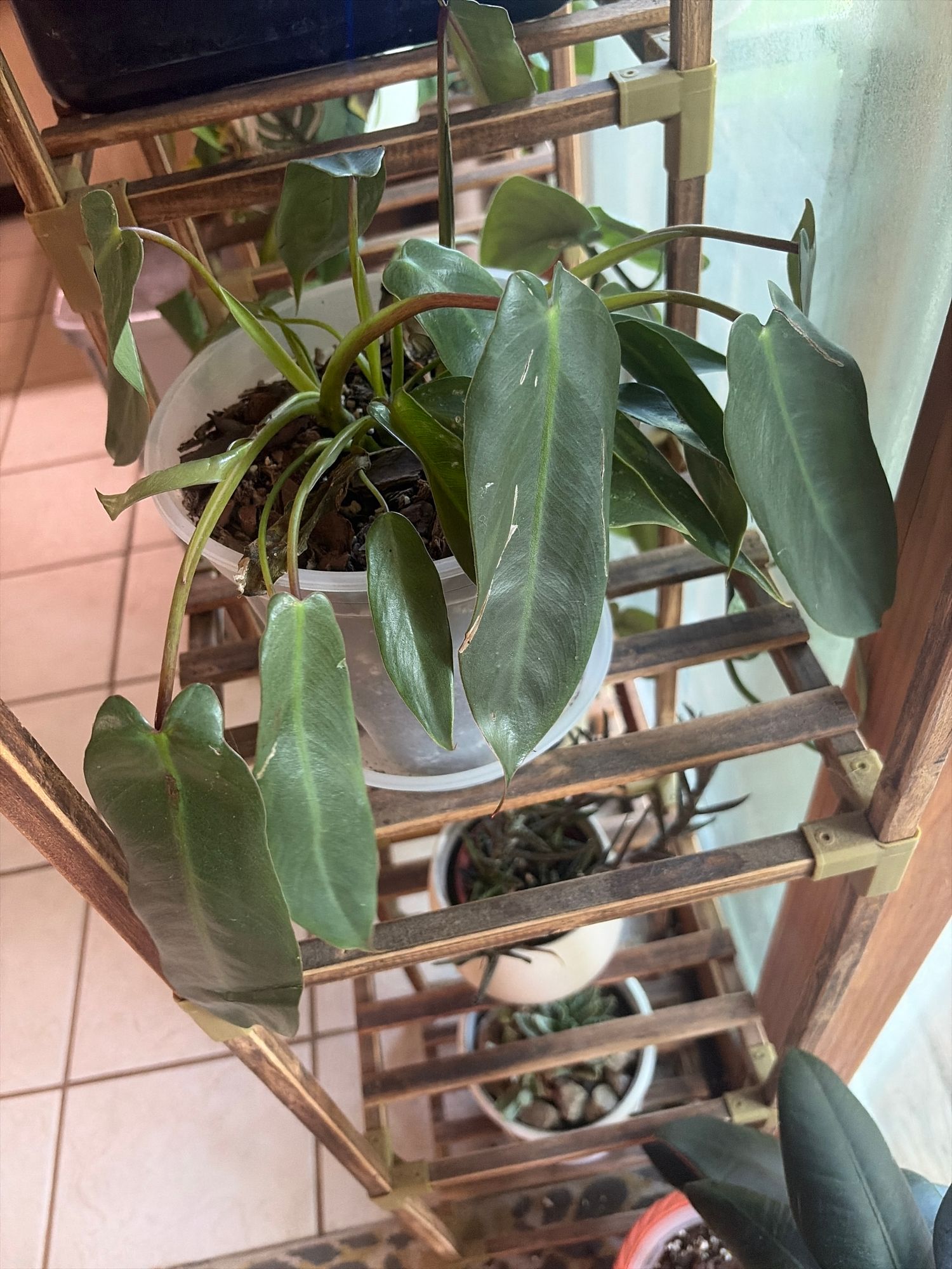 6" Philodendron 'Spiritus Sancti'  BWH Plant Co