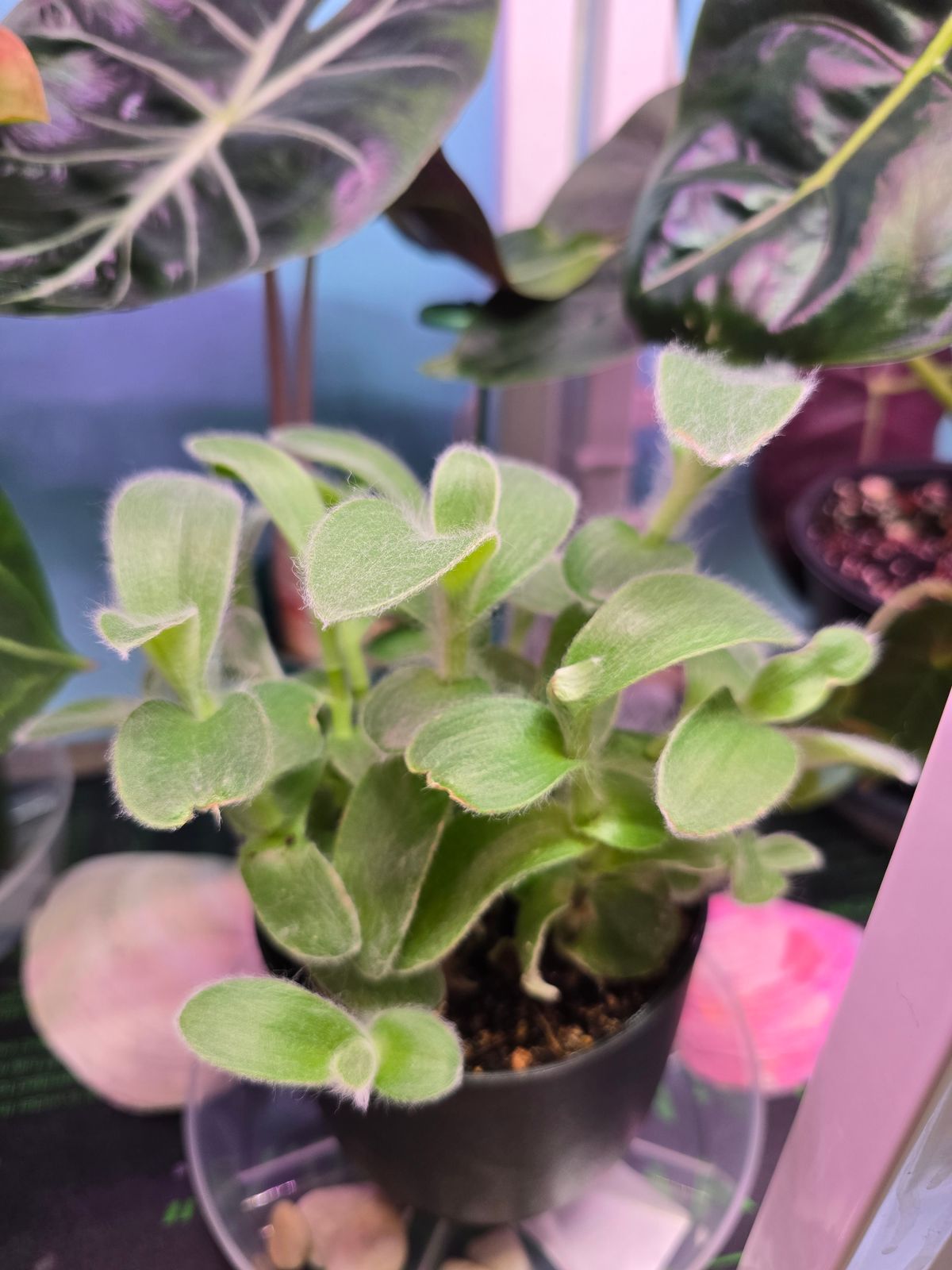 cast iron indoor plant Buy a Cast Iron Plant Pet Friendly Live