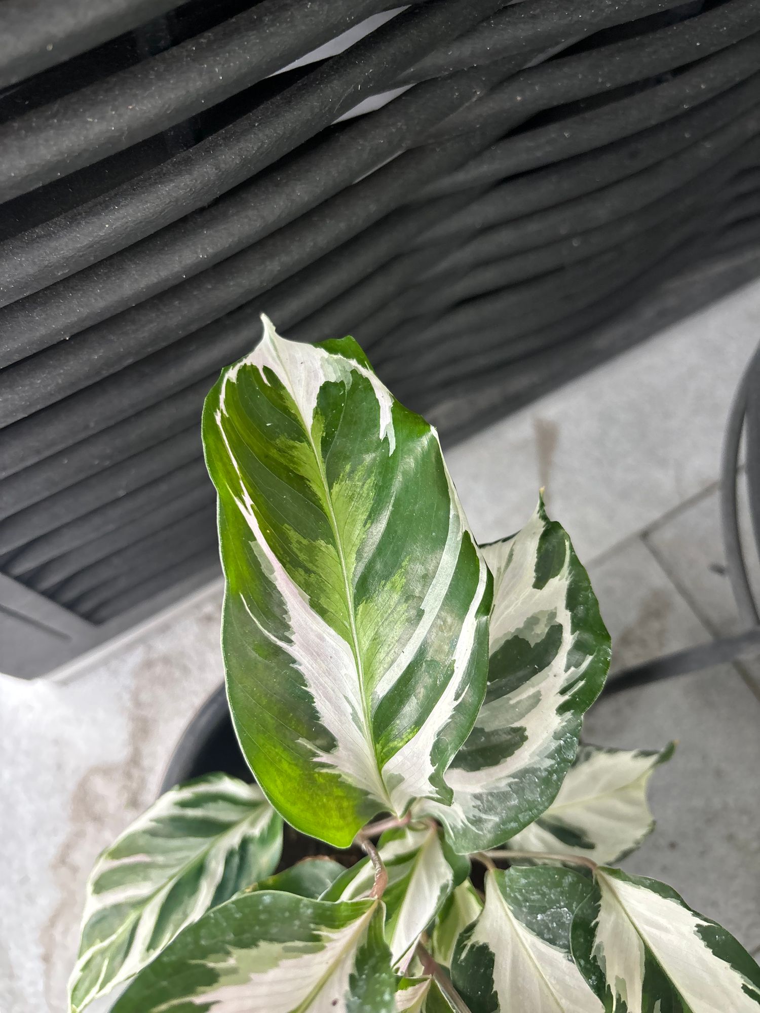 bonsai baum kaufen münchen ProviPlant Bonsai-Dünger: Für Indoor- & Outdoor Bonsai-Bäume