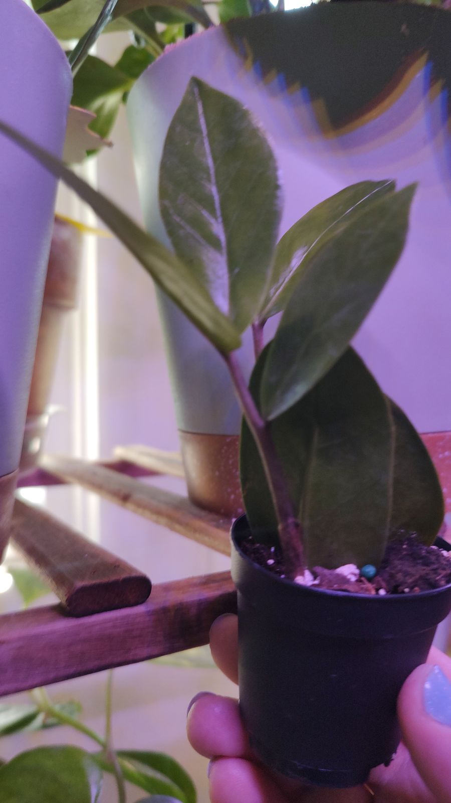 2" Zamioculcas Zamiifolia 'ZZ Plant'  BWH Plant Co