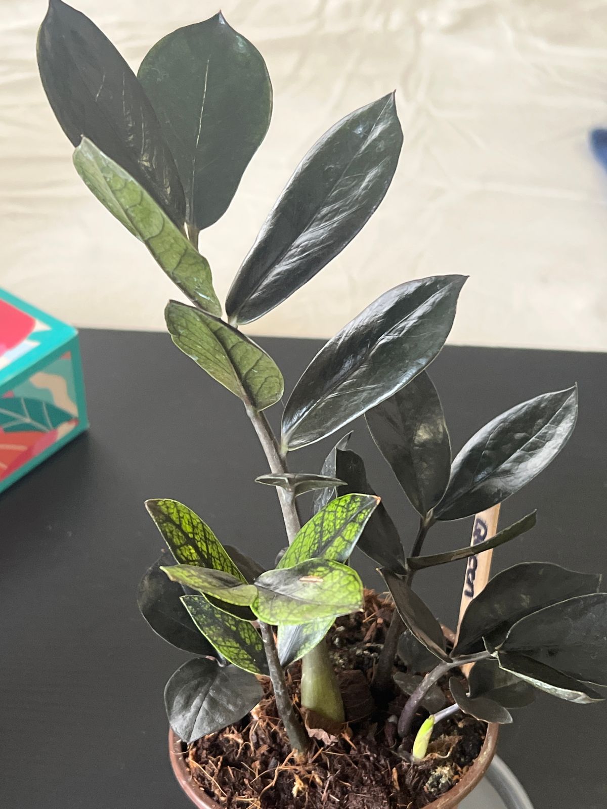 4" Zamioculcas Zamiifolia 'Black Queen'  BWH Plant Co