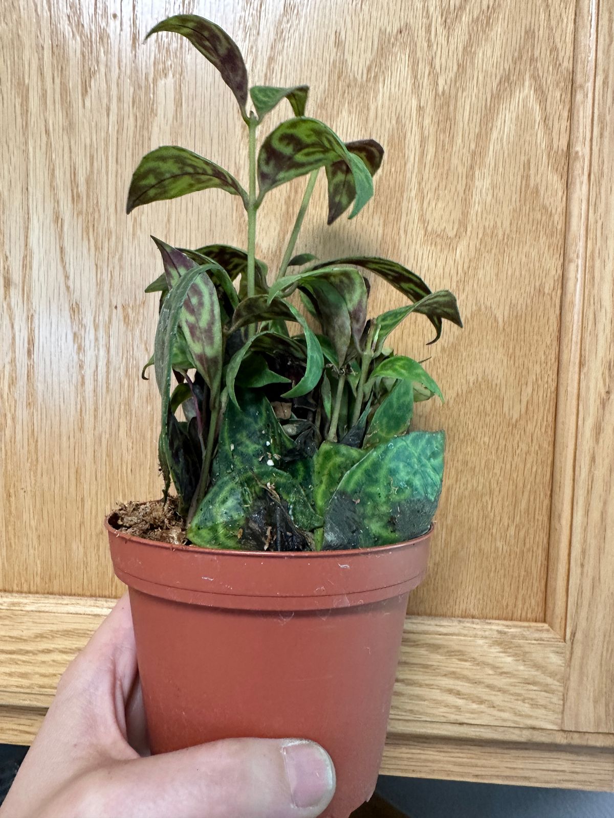 4" Aeschynanthus Black Pagoda 'Tiger Lipstick'  BWH Plant Co