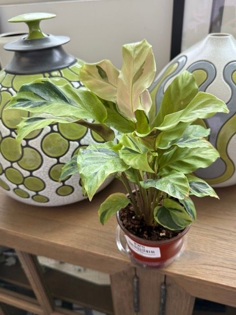 pothos efeutute Große Efeutute Marble Queen | Epipremnum main image 1