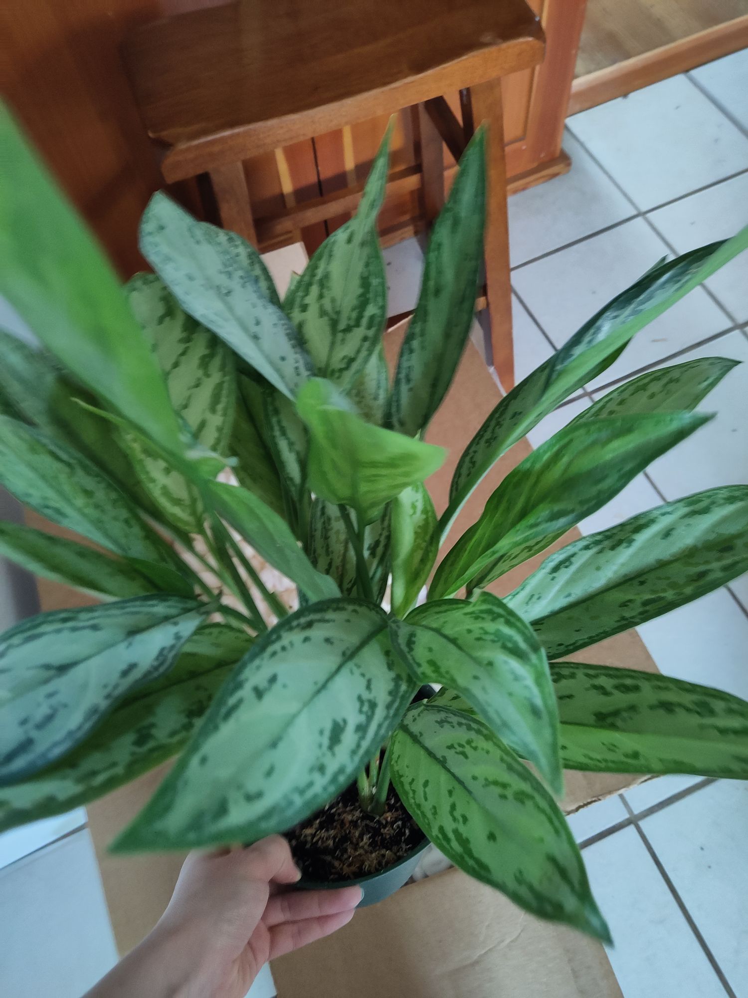 6" Aglaonema 'Maria Christina'  BWH Plant Co