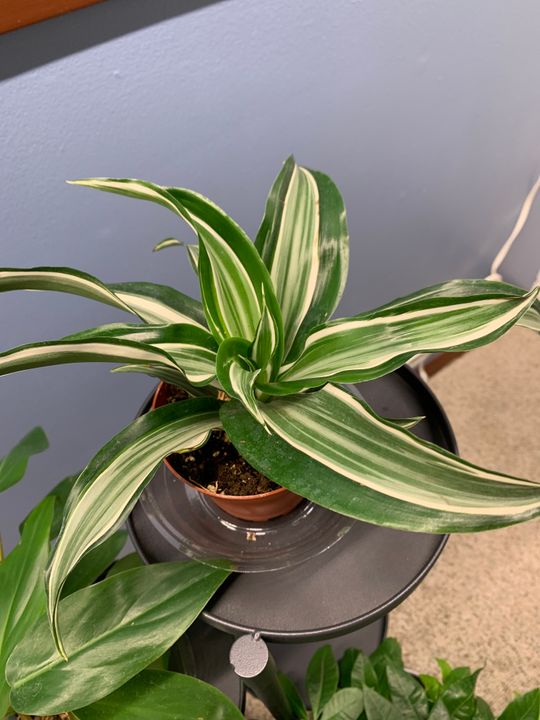 4" Dracaena 'White Jewel' Dragon Tree  BWH Plant Co