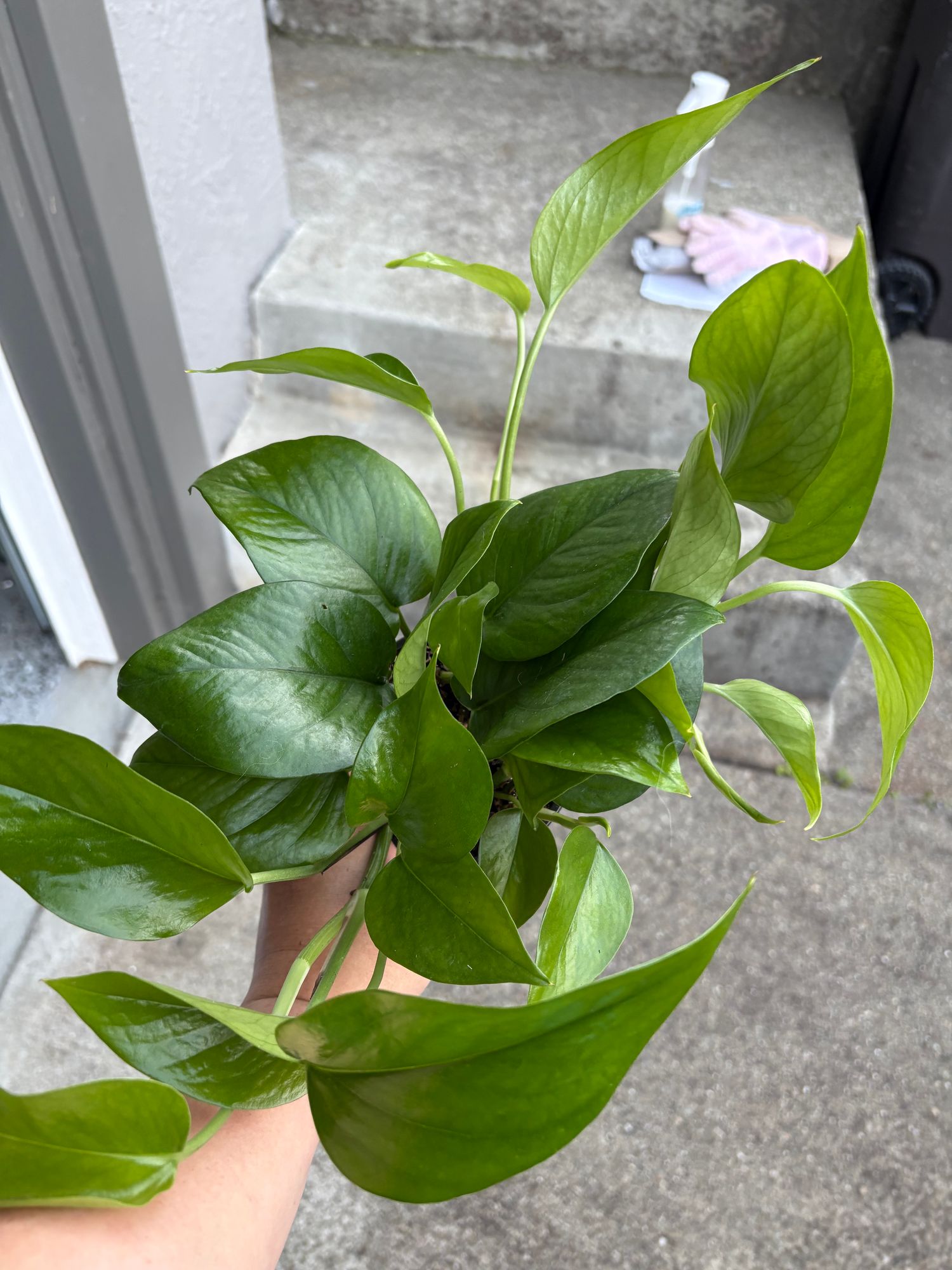 4" Pothos 'Jade'  BWH Plant Co