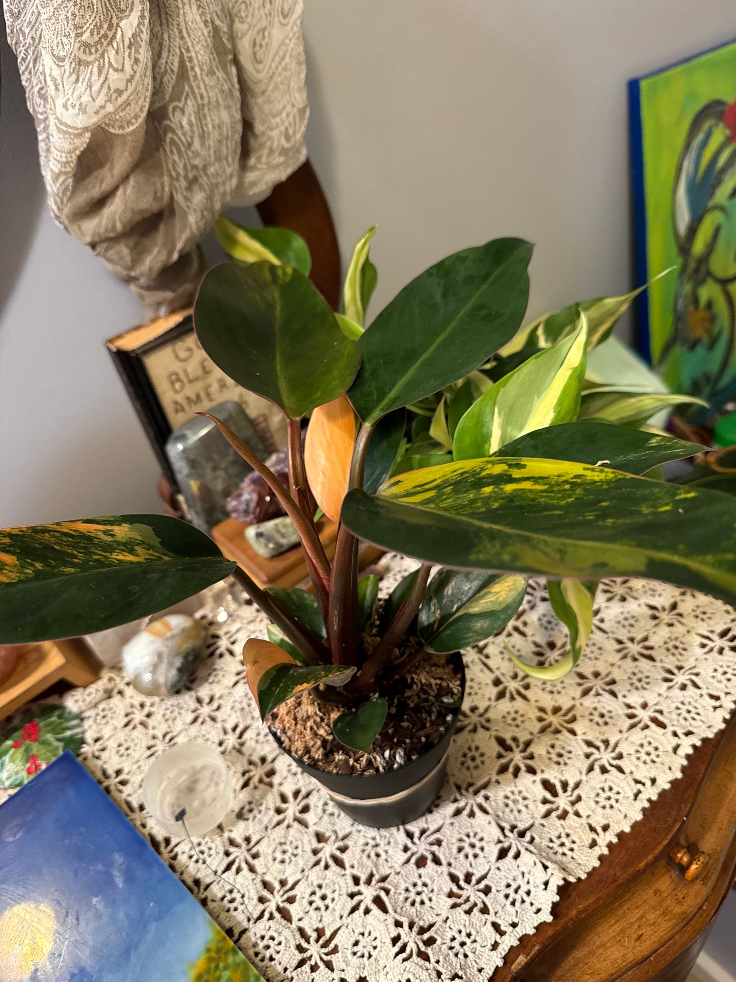 4" Variegated Philodendron Red Congo 'Red Hot'  BWH Plant Co