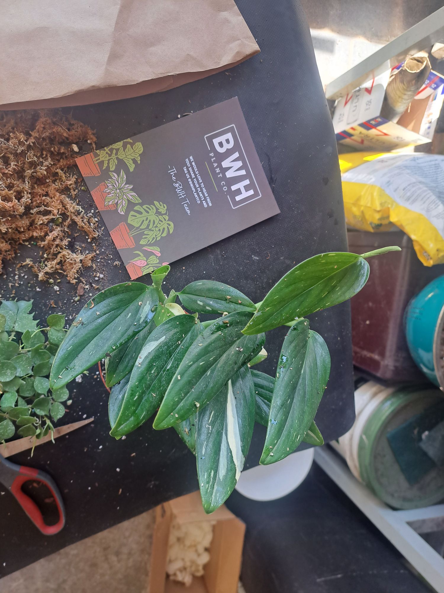 4" Monstera 'Standleyana' Variegated - BWH Plant Co.