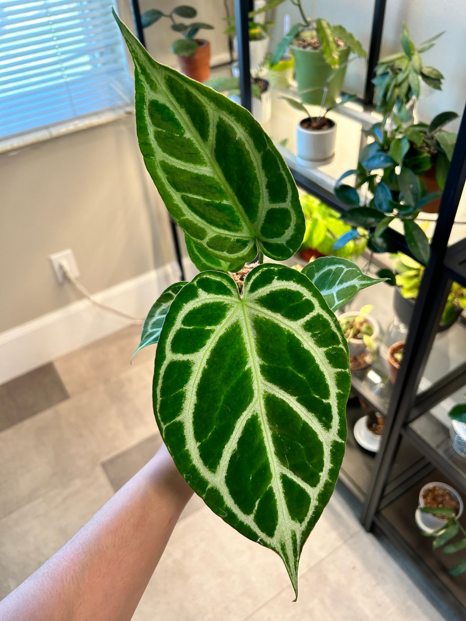 4" Anthurium 'Crystallinum x Silver Blush'  BWH Plant Co