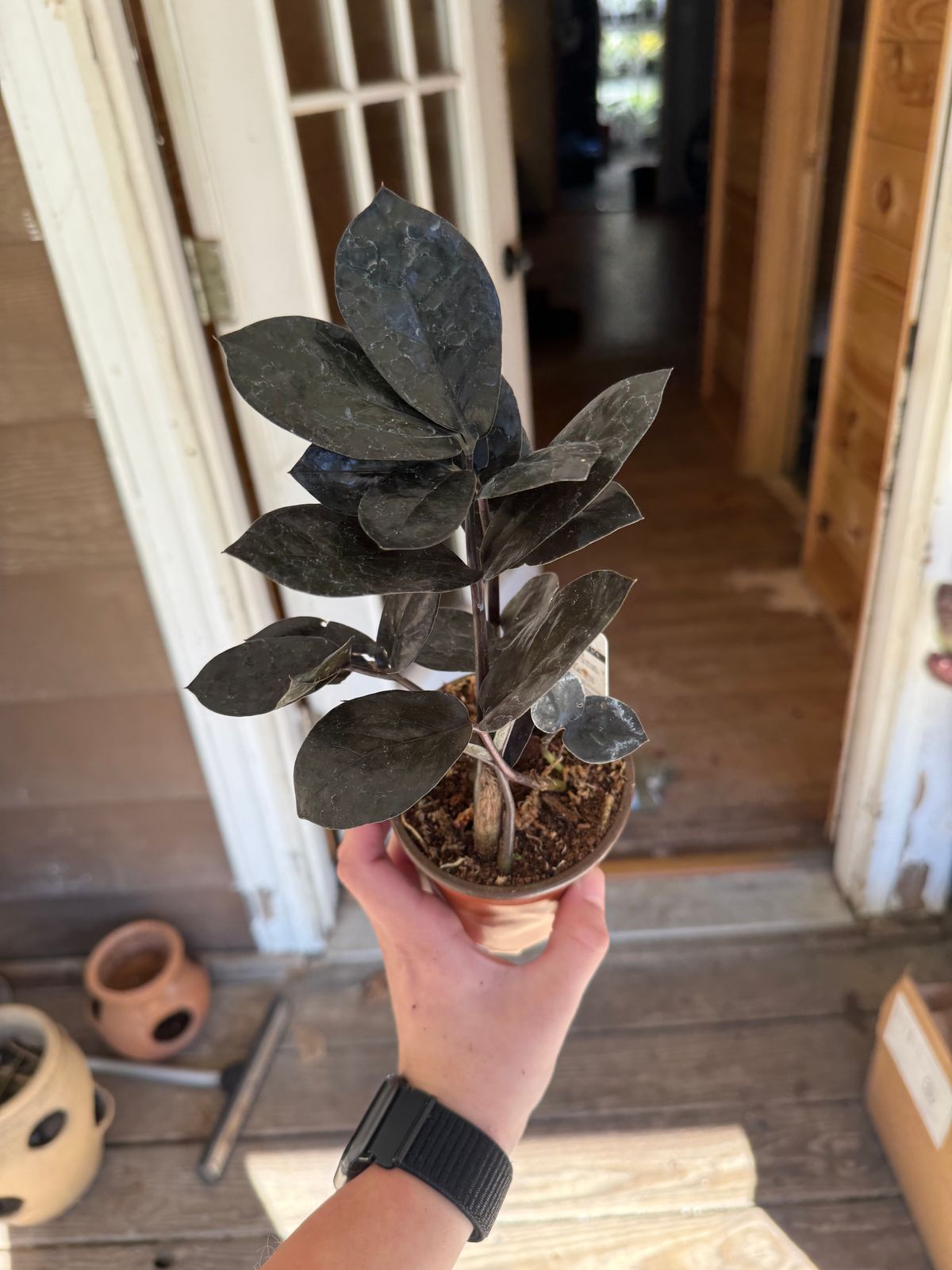 bear paw plant succulent Bear's Paw (Cotyledon tomentosa)