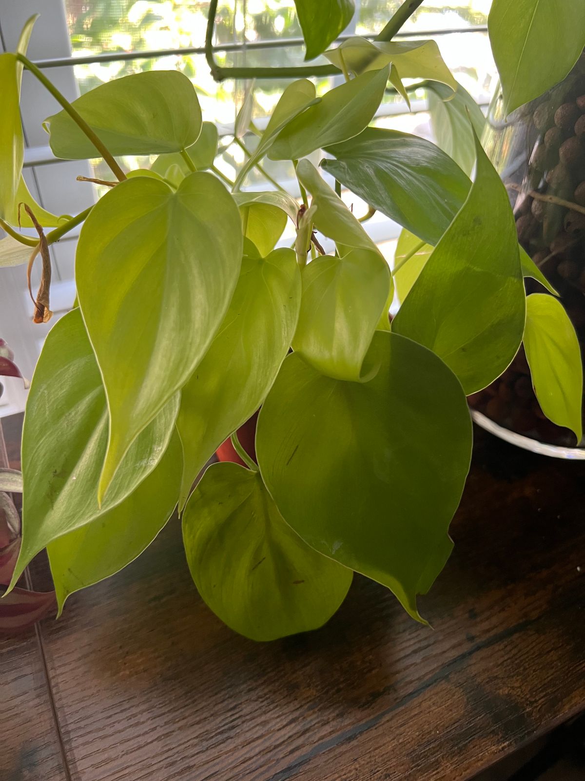 4" Philodendron 'Cordatum Lemon' - BWH Plant Co.
