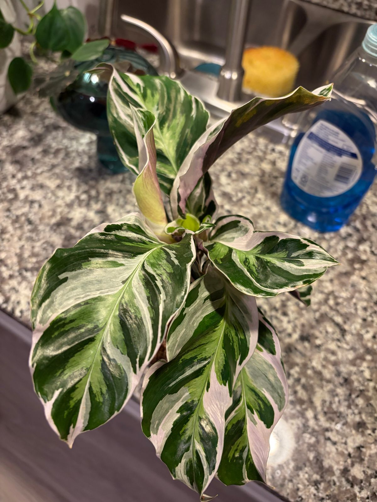 4" Calathea 'Fusion White' - BWH Plant Co.