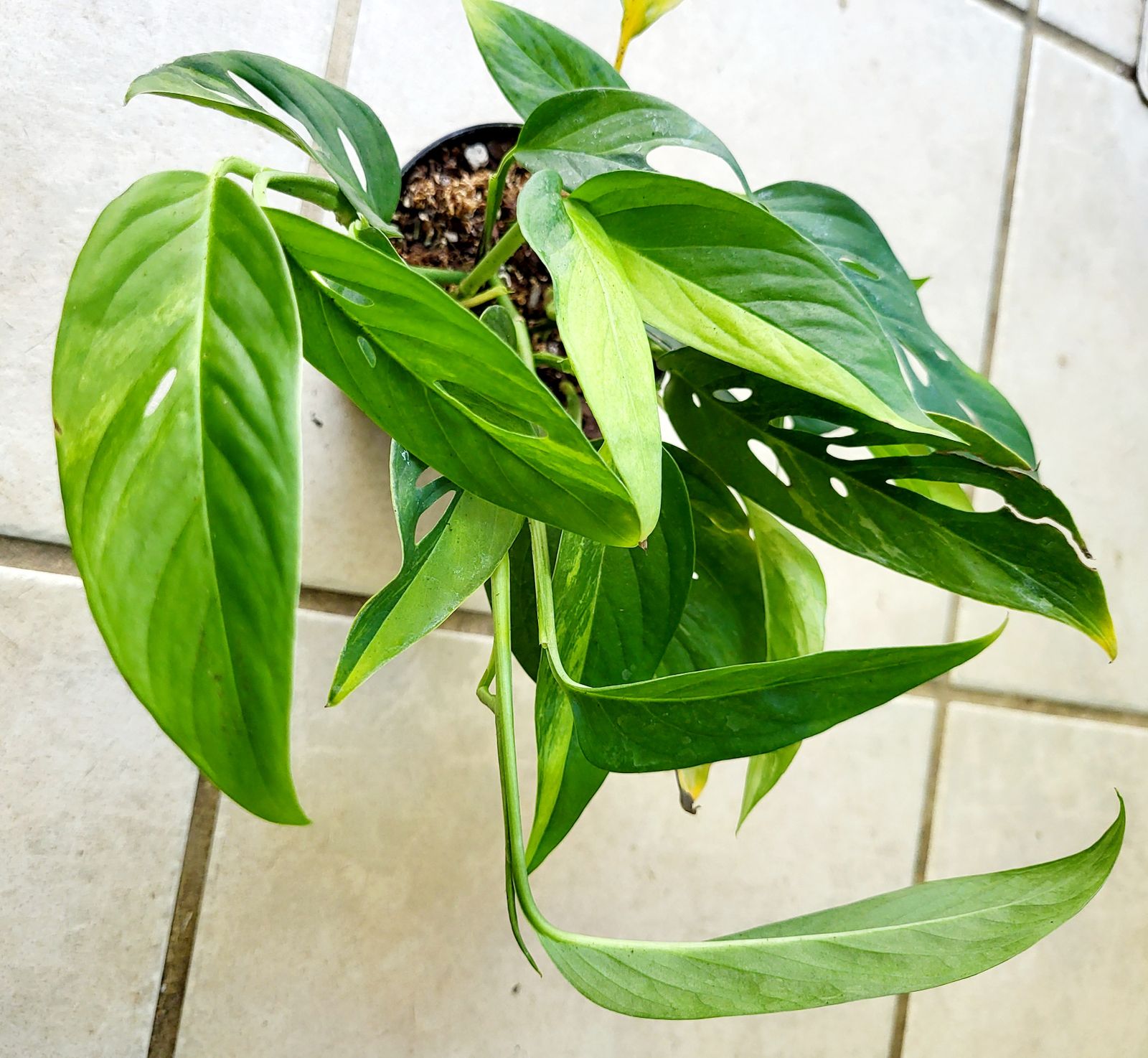 monstera neon light Monstera Adansonii Neon – Angie's Planties main image 0