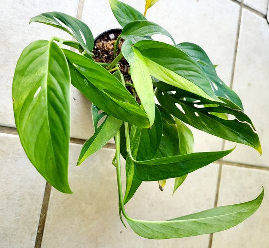 4" Variegated Monstera Adansonii 'Narrow Form'  BWH Plant Co