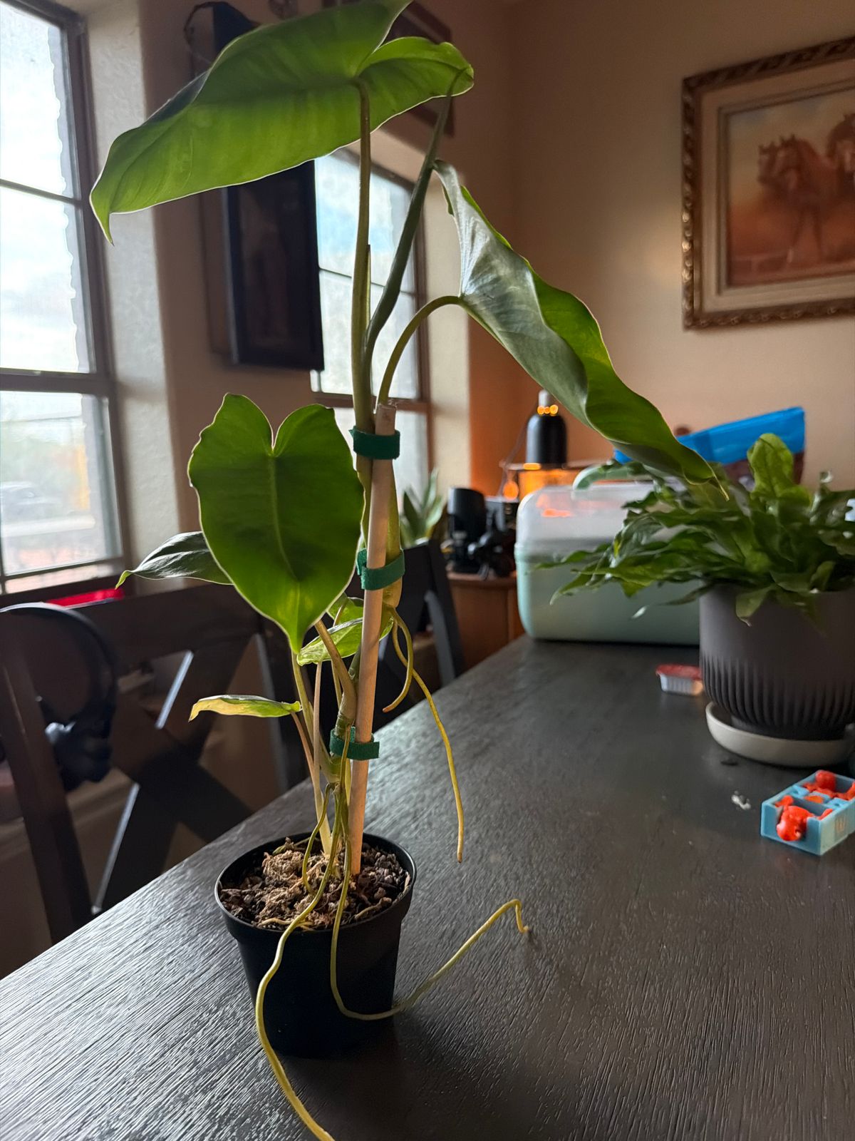 big snake plant Snake Plant for Sale