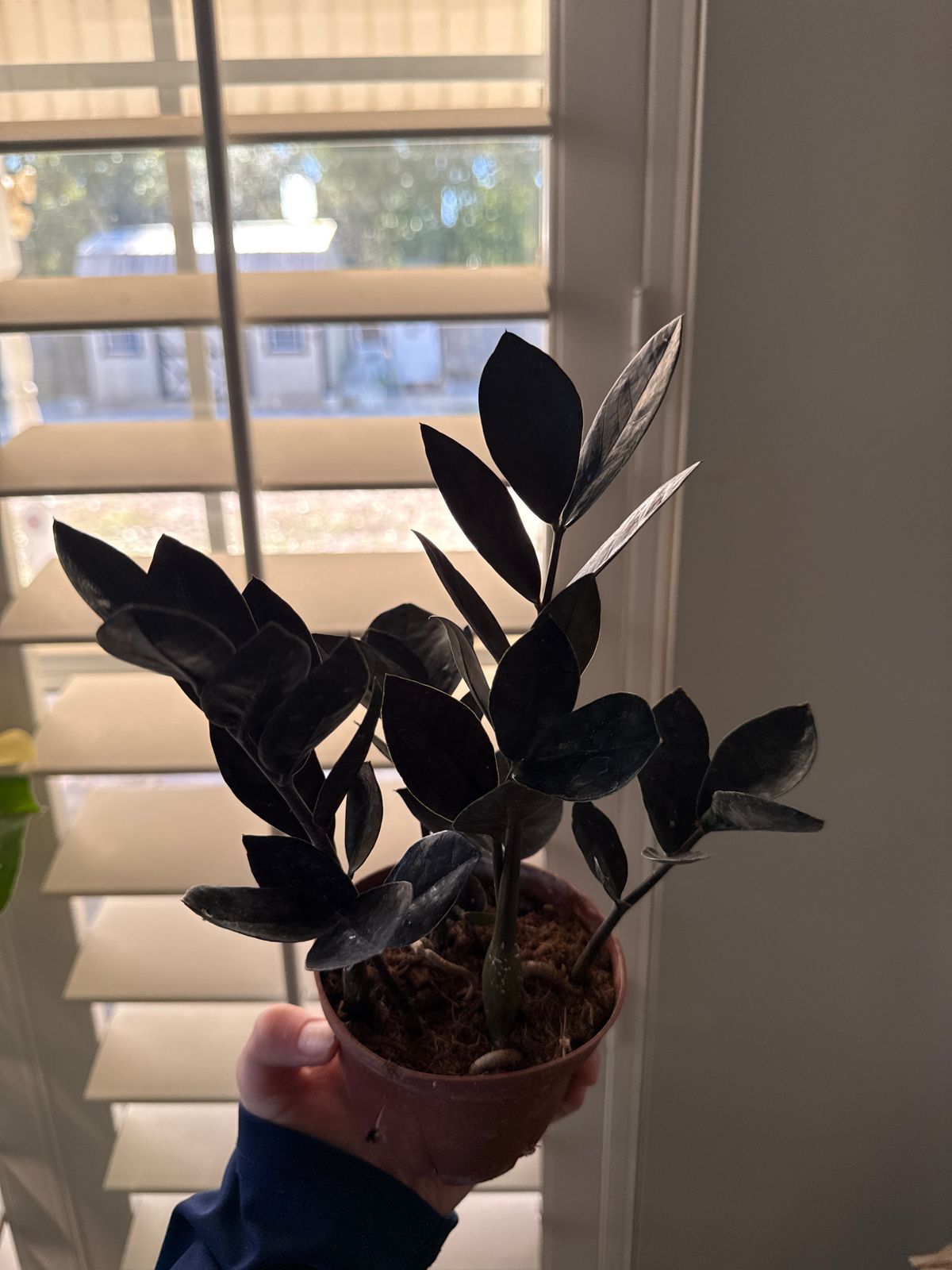 4" Zamioculcas Zamiifolia 'Black Queen'  BWH Plant Co