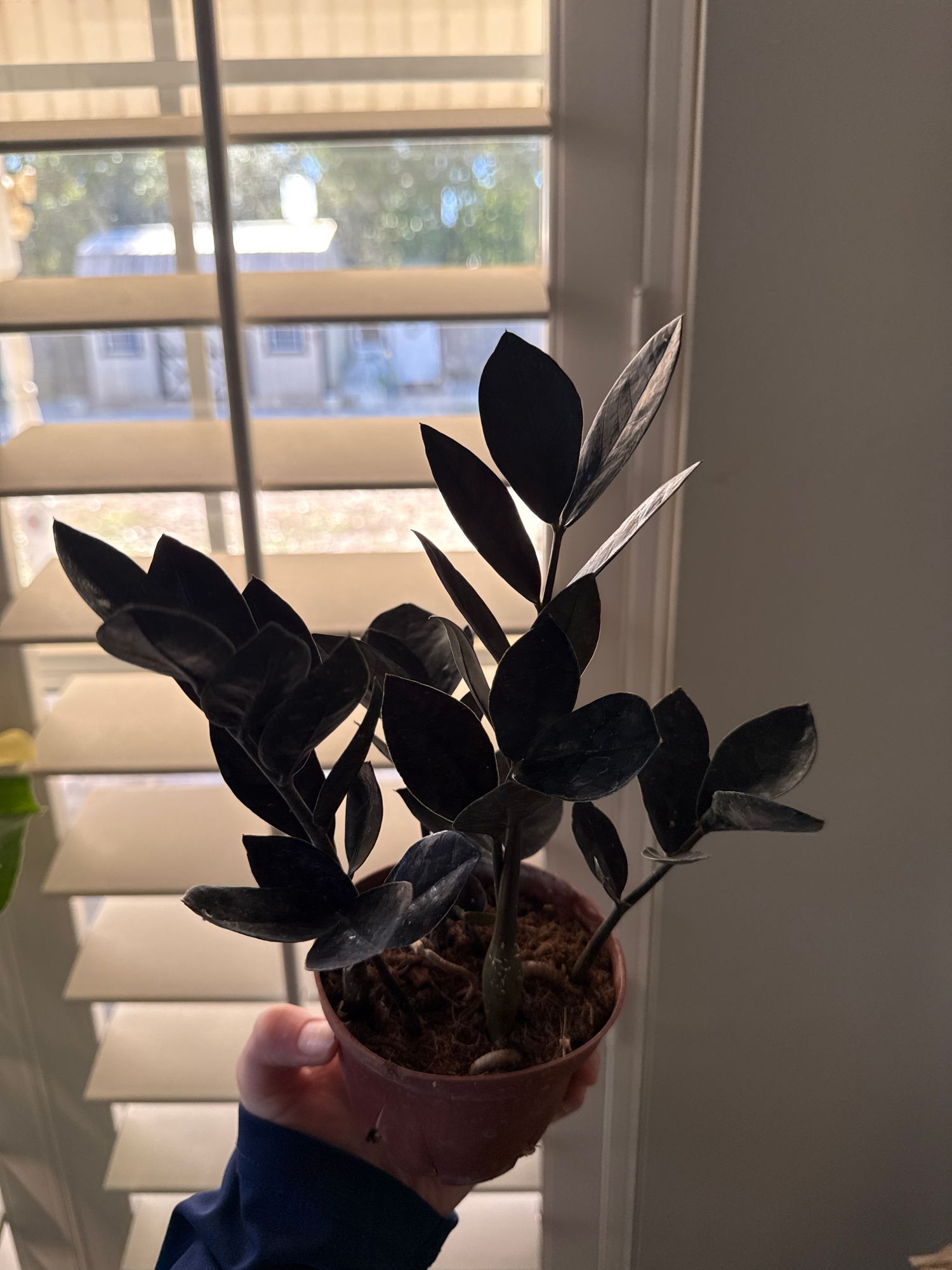 4" Zamioculcas Zamiifolia 'Black Queen'  BWH Plant Co
