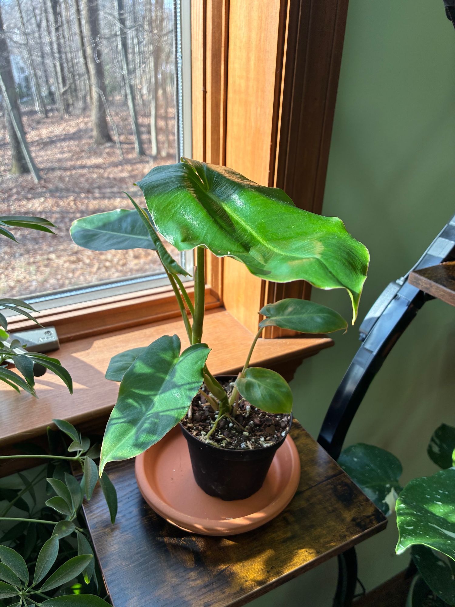 4" Philodendron 'Burle Marx'  BWH Plant Co
