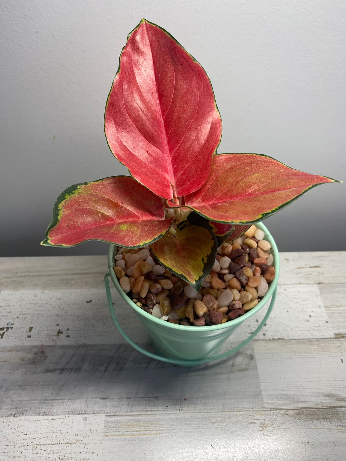 4" Aglaonema 'Red King'  BWH Plant Co