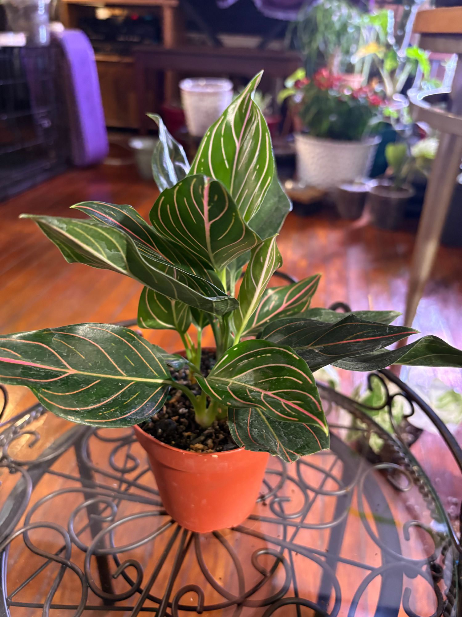 4" Aglaonema 'Red Vein'  BWH Plant Co