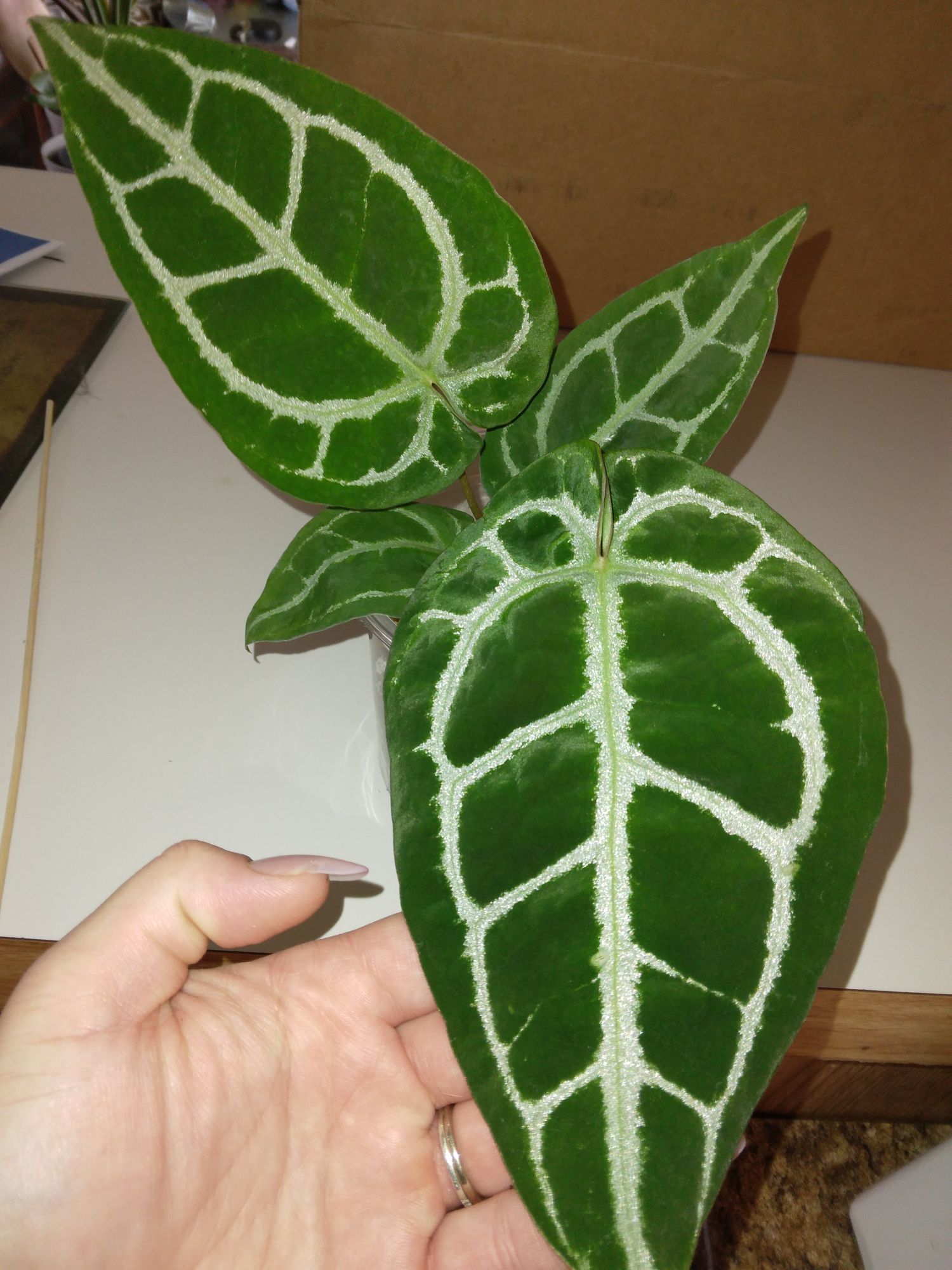 4" Anthurium 'Crystallinum x Unknown'  BWH Plant Co
