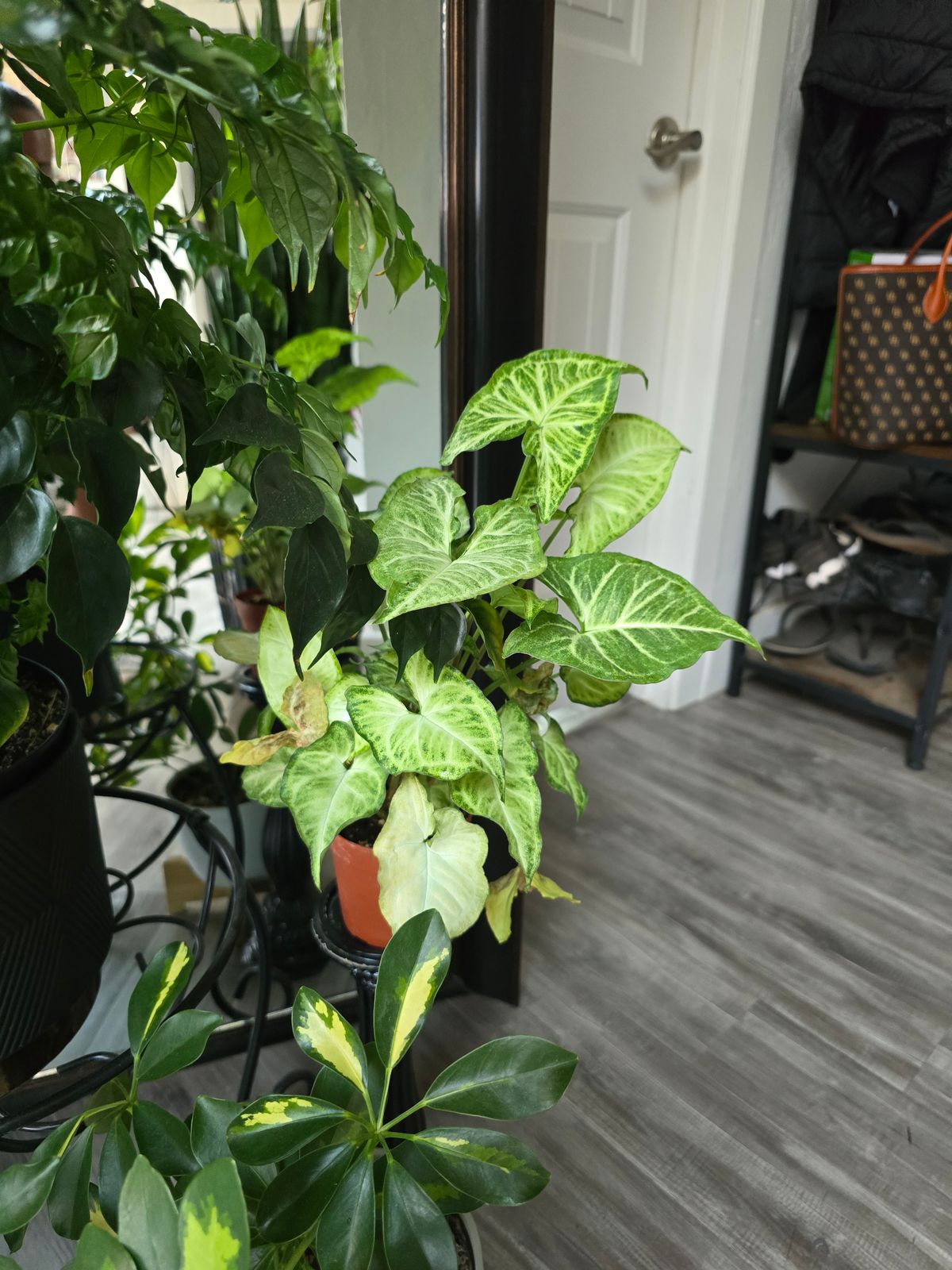 4" Syngonium 'White Butterfly'  BWH Plant Co