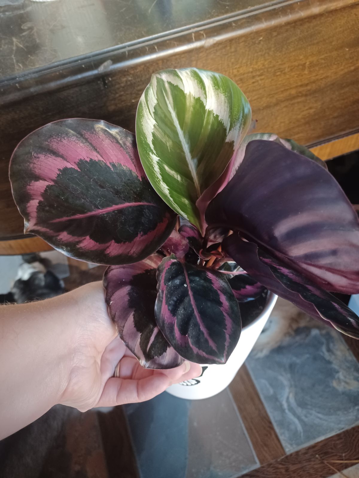 4" Calathea Roseopicta 'Little Princess'  BWH Plant Co