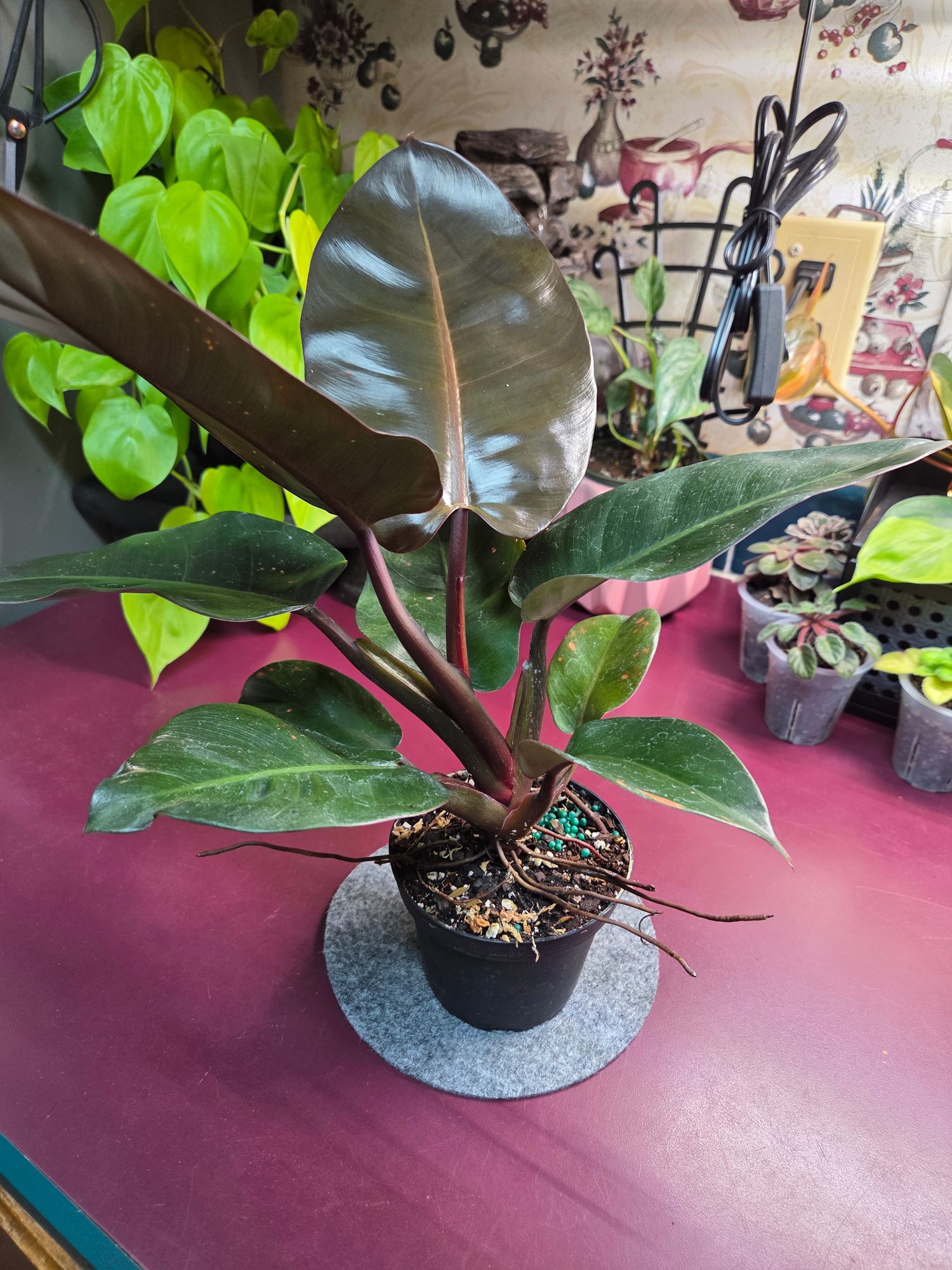 4" Philodendron 'Black Cardinal'  BWH Plant Co