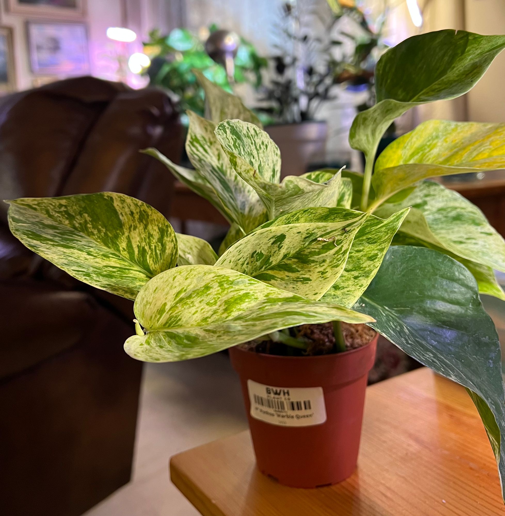 6" Pothos 'Marble Queen'  BWH Plant Co
