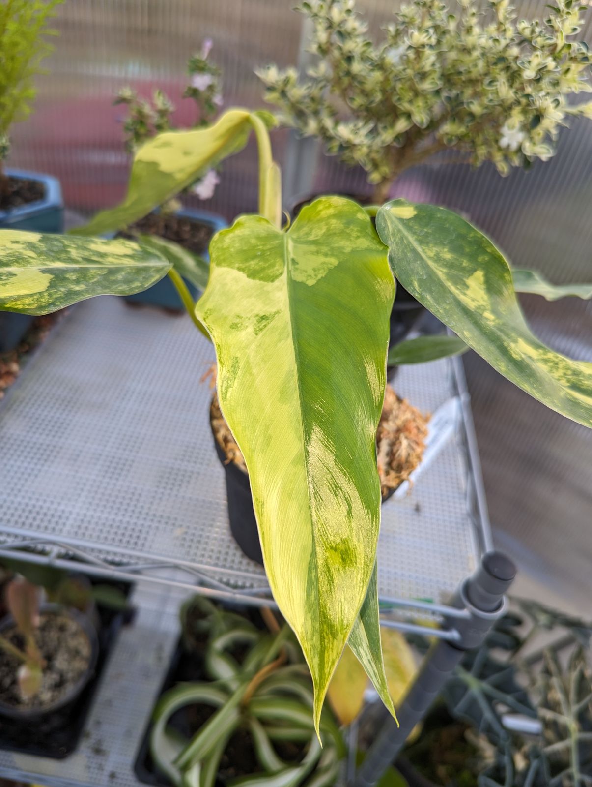 red sun philodendron Philodendron Red sun starter plant **(ALL plants require you to purchase  ANY 2 plants!)** main image 1