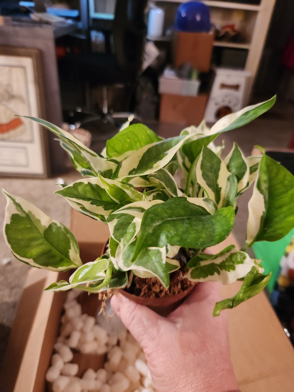 pothos plants near me Pothos Golden 5 Gallon Climbing Vine Golden Pothos Epipremnum Aureum Live  Plant Ht7 main image 0