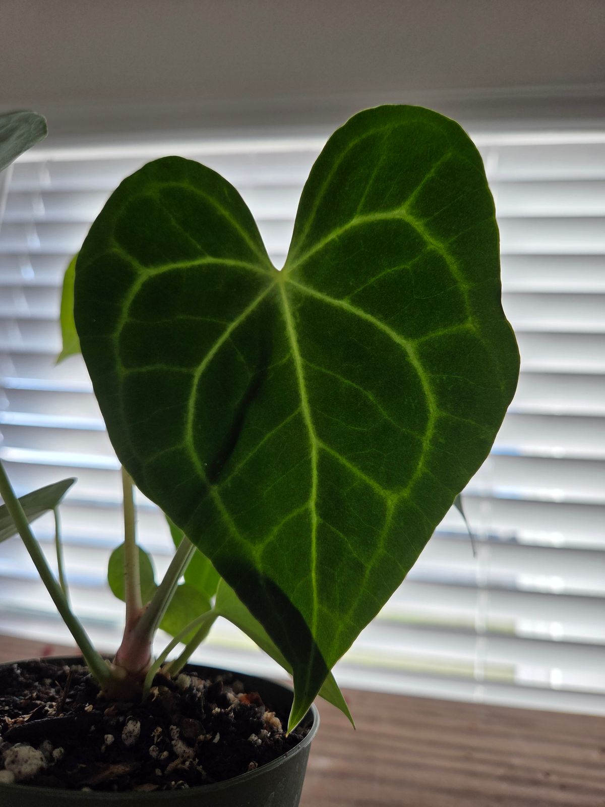anthurium wendlandii Syngonium Wendlandii | Plants