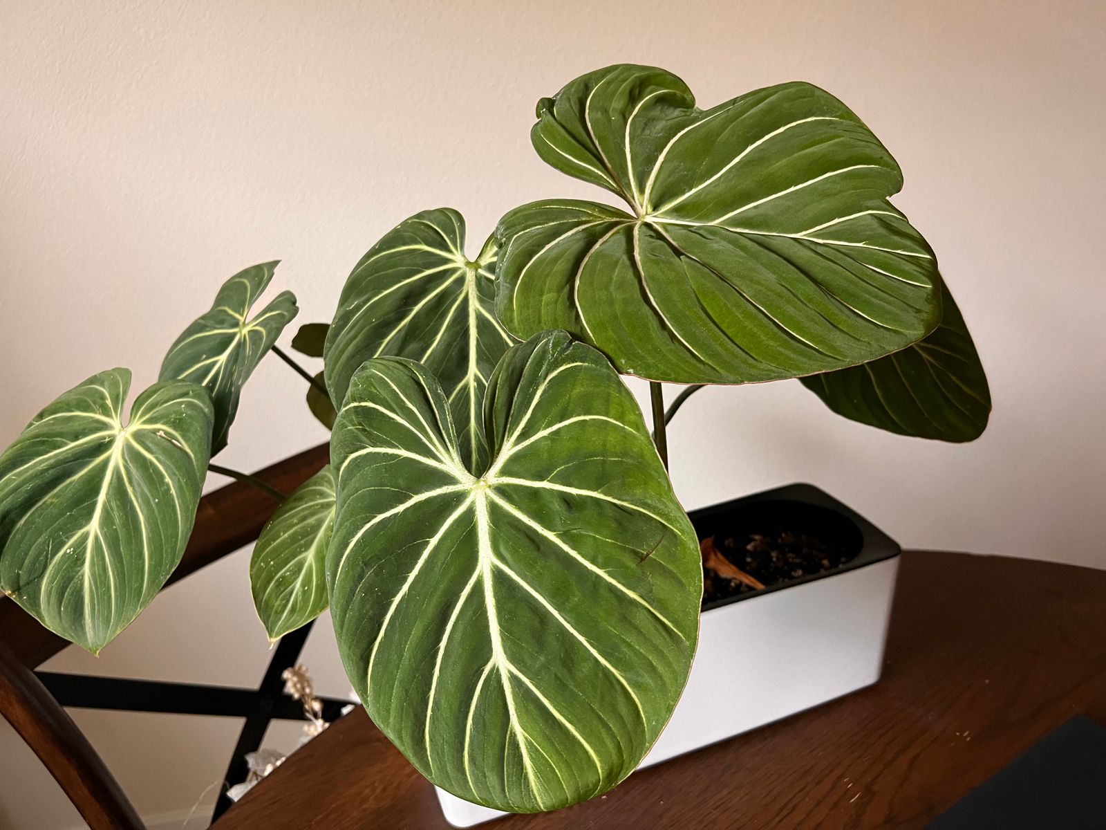 6" Philodendron 'Gloriosum'  BWH Plant Co