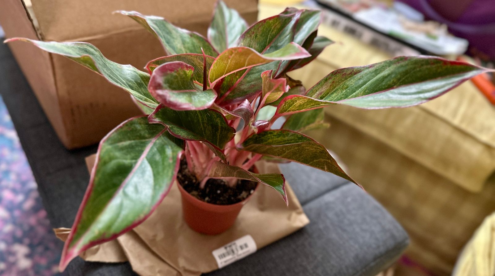 5" Aglaonema 'Siam Aurora' - BWH Plant Co.