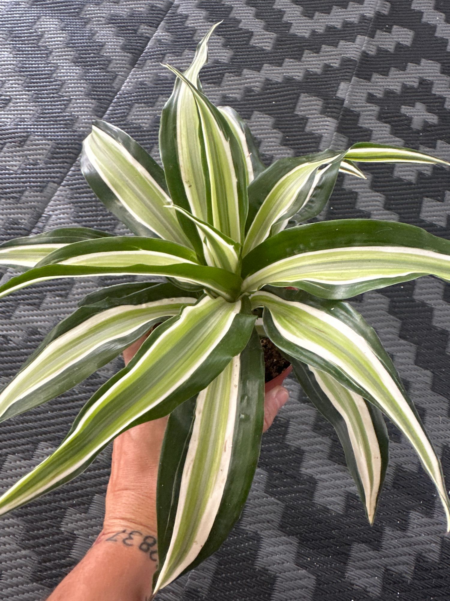 glückskastanie feng shui Kaufen Sie jetzt Zimmerpflanze 2x Glückskastanie Pachira aquatica  geflochtener Stamm main image 0