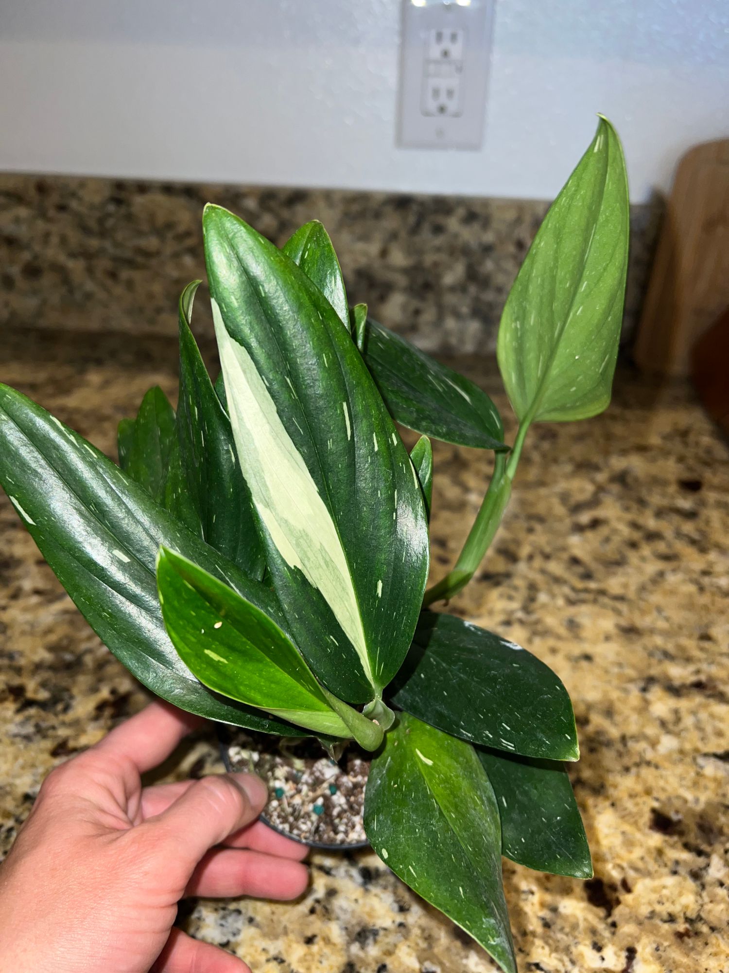 4" Monstera 'Standleyana' Variegated - BWH Plant Co.