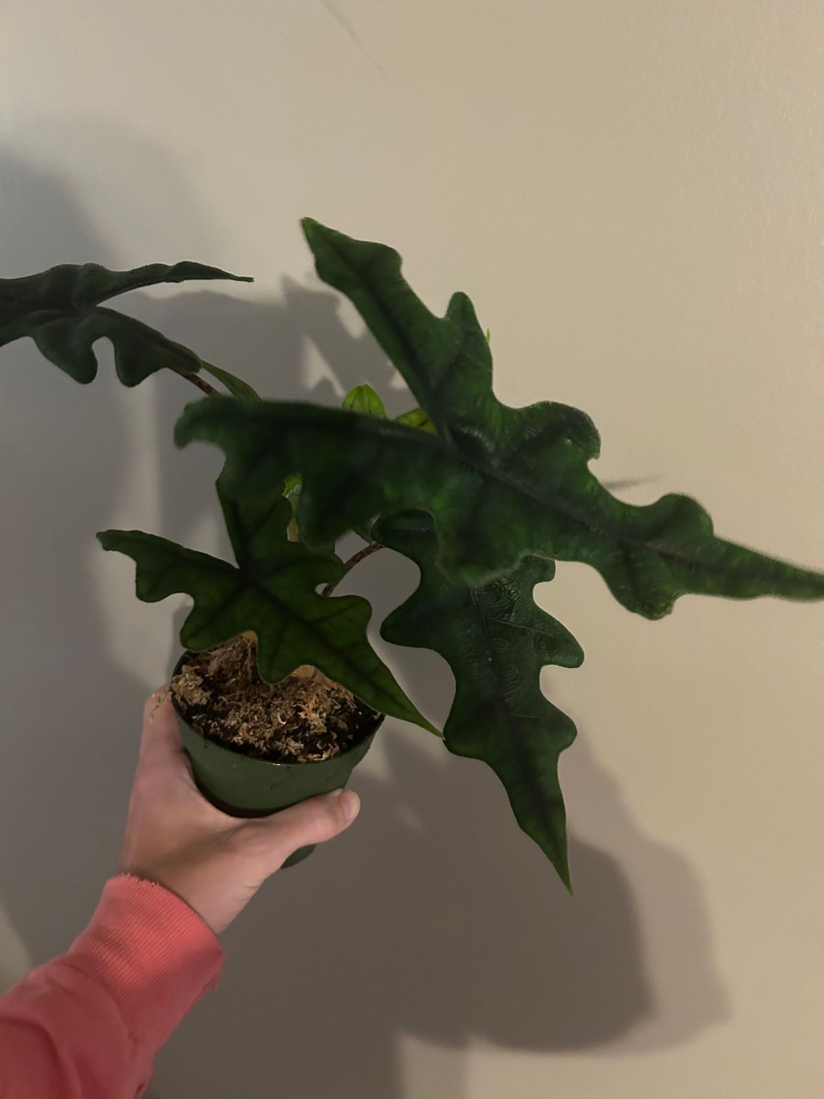 4" Alocasia 'Jacklyn'  BWH Plant Co