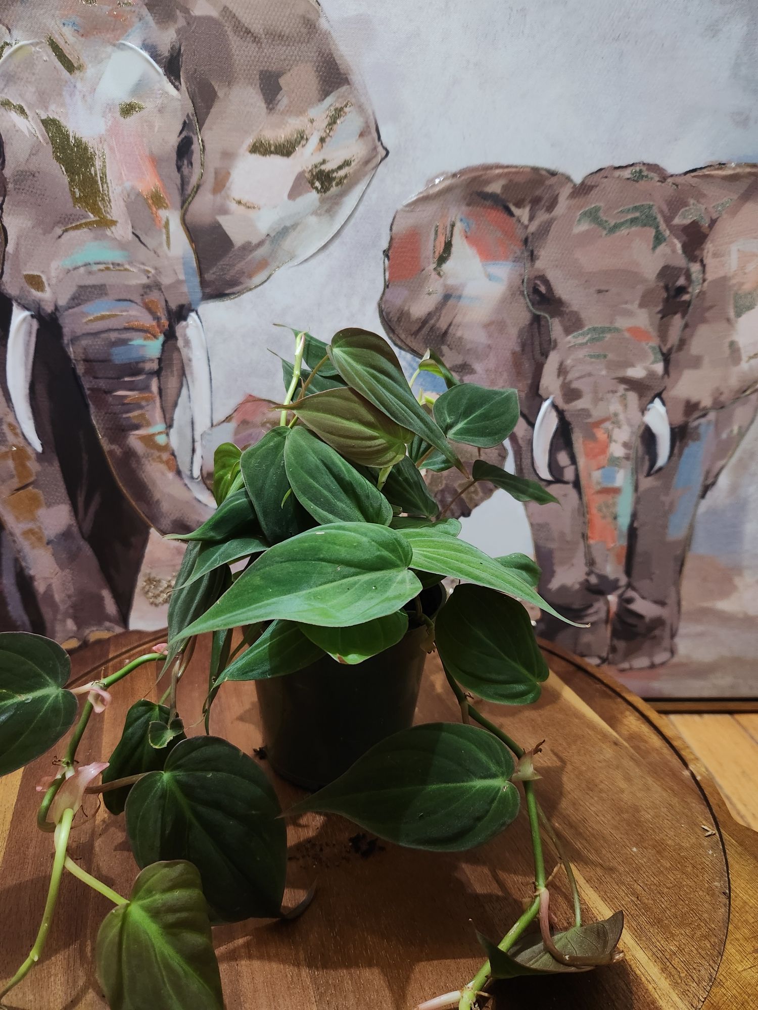 philodendron brazilian Philodendron ‘Brasil’ – Variegated, Low-Light Trailing Houseplant 3