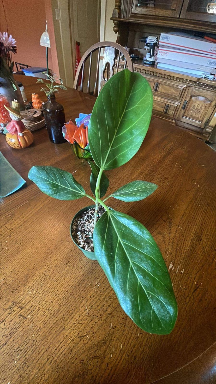 umbrella tree indoor plant Schefflera amate