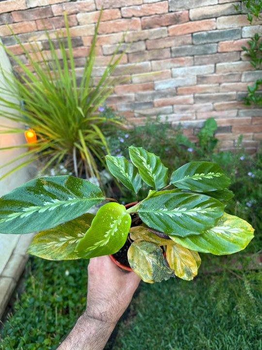4" Calathea 'Maui Queen' - BWH Plant Co.