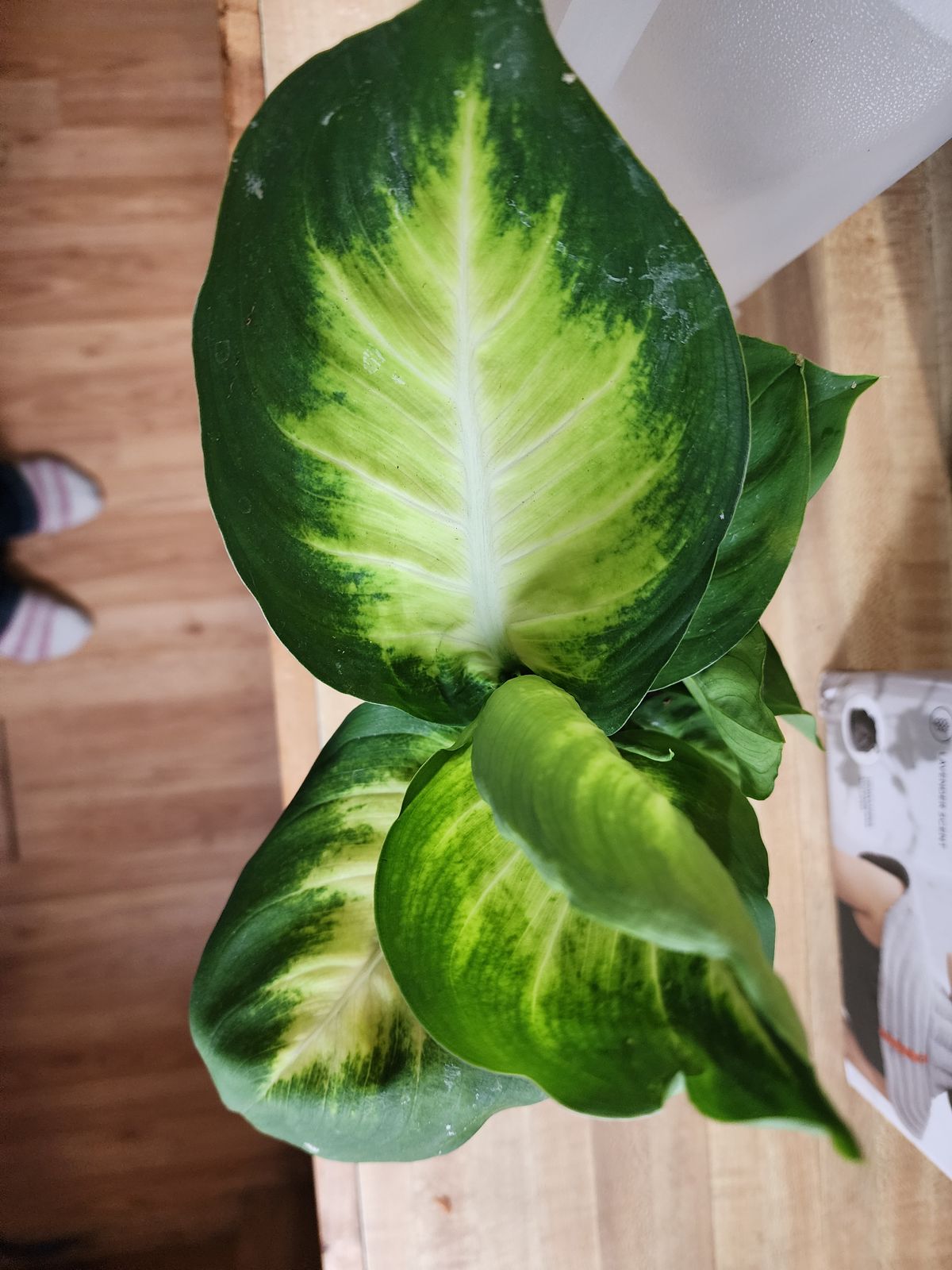 blue leaf philodendron Epipremnum pinnatum 'Cebu Blue'