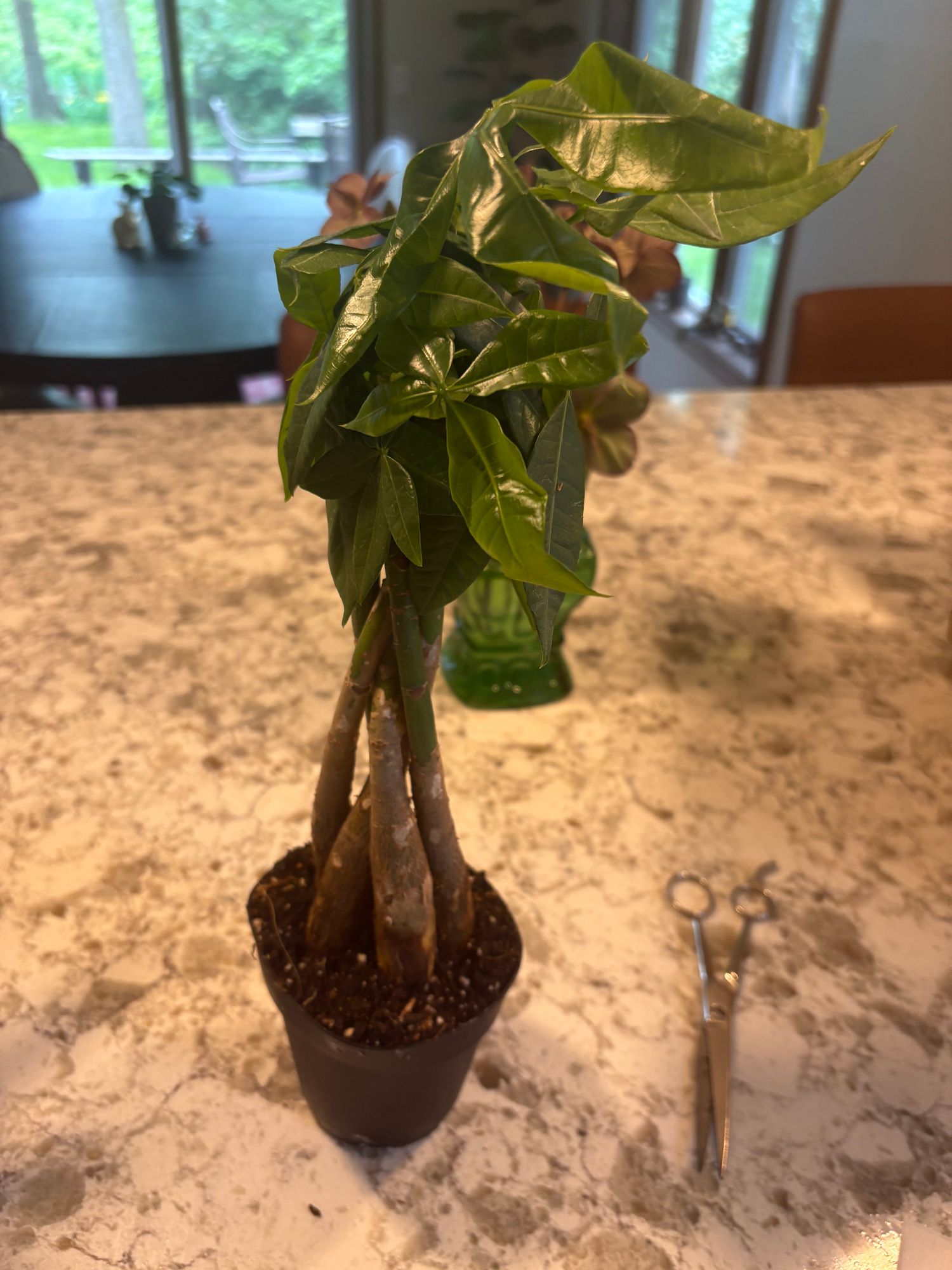 party time plant indoors Alternanthera Party Time