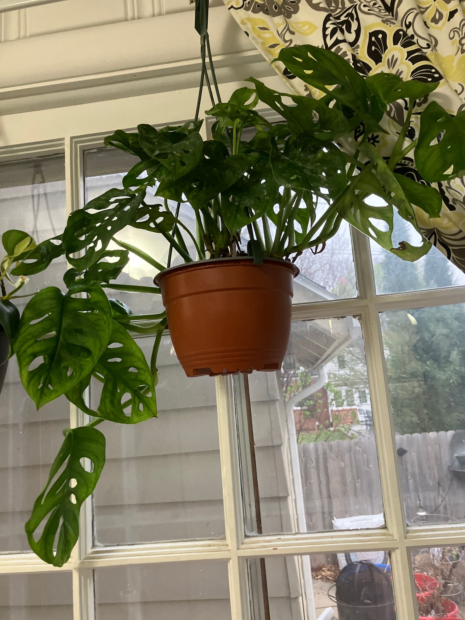philodendron green leaf Philodendron 'Split Leaf' – Pooler Plant Pick-Up Station