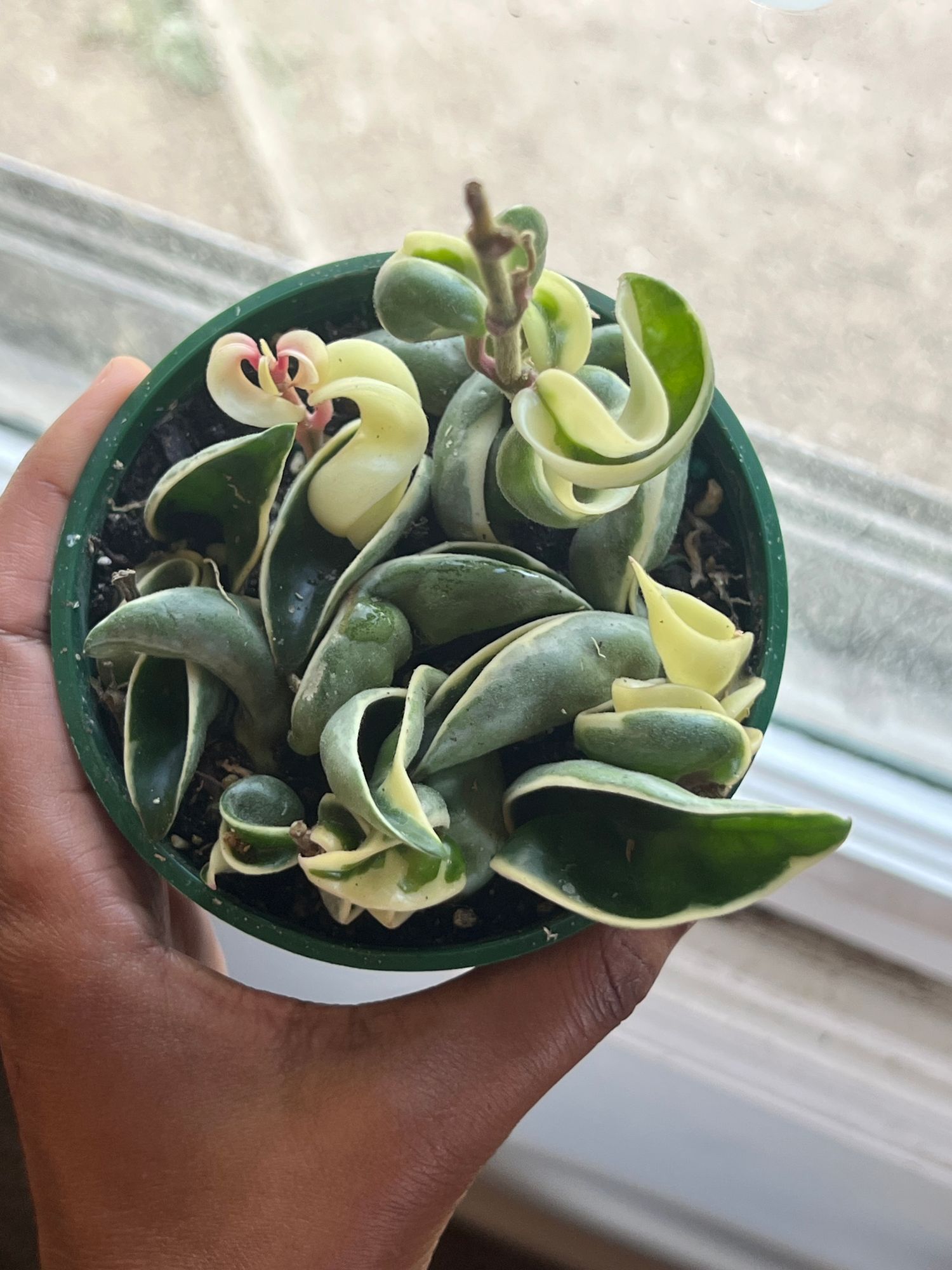 succulent kit Succly PIY Kit (plant it yourself)