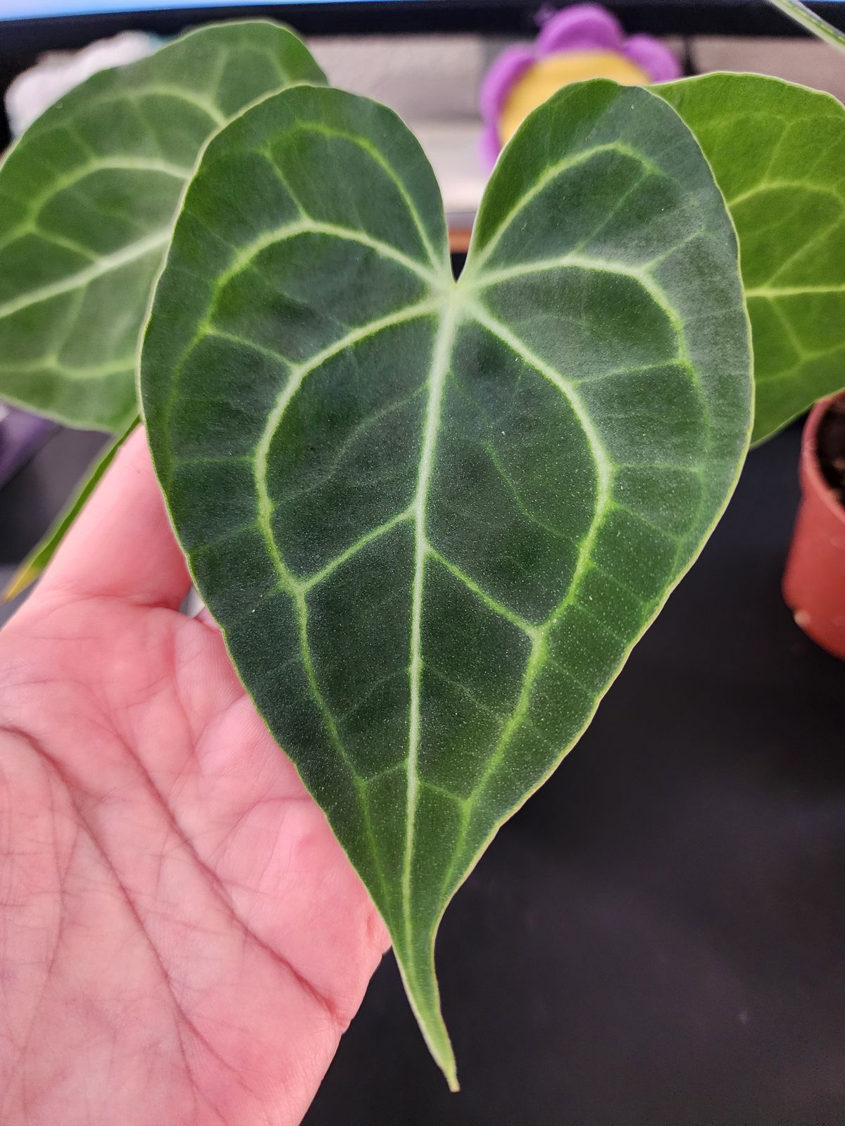 anthurium forgetii x nigrolaminum gigi Anthurium forgetii x nigrolaminum 'Gigi' main image 1