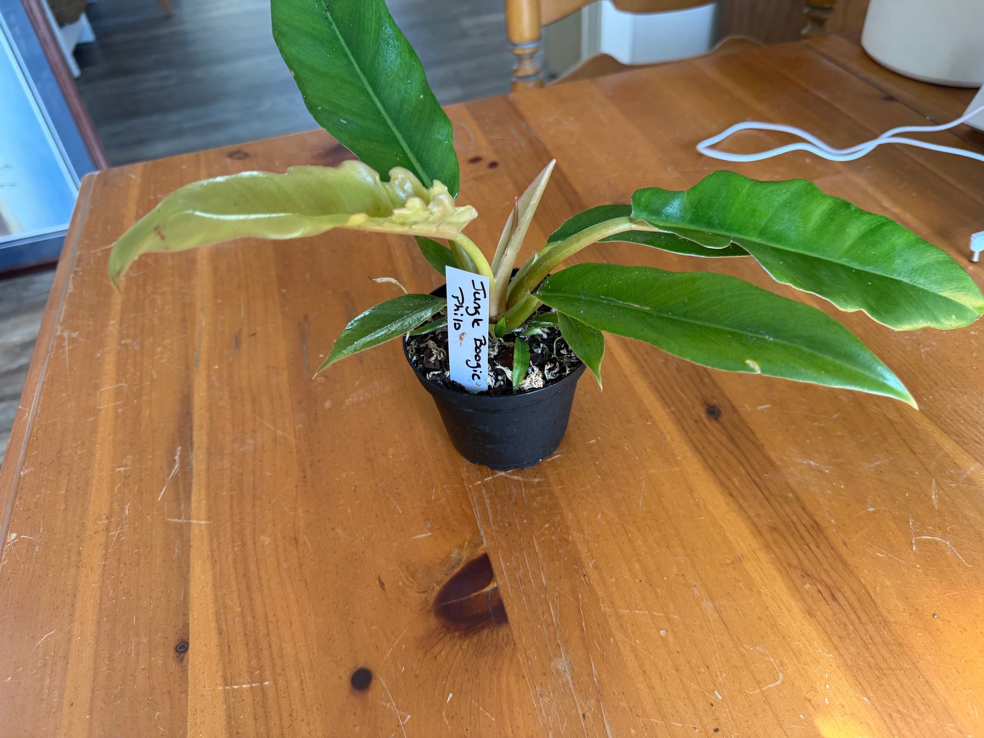 brazil heartleaf philodendron Philodendron hederaceum 'Brasil'