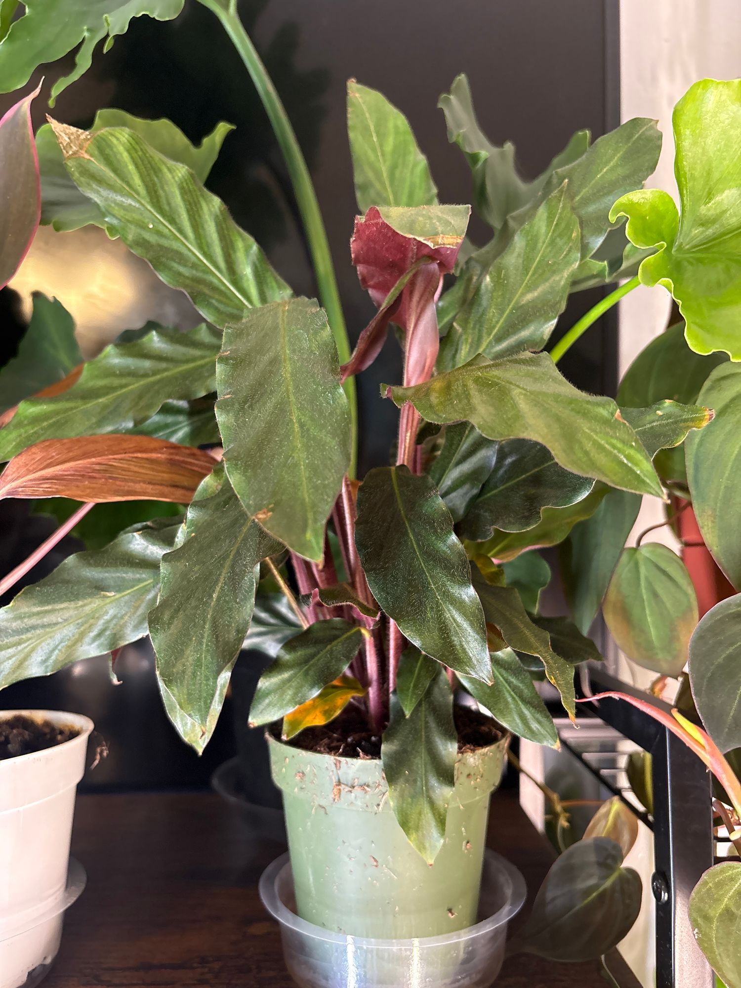 calathea zebrina braune rnder Calathea Zebrina