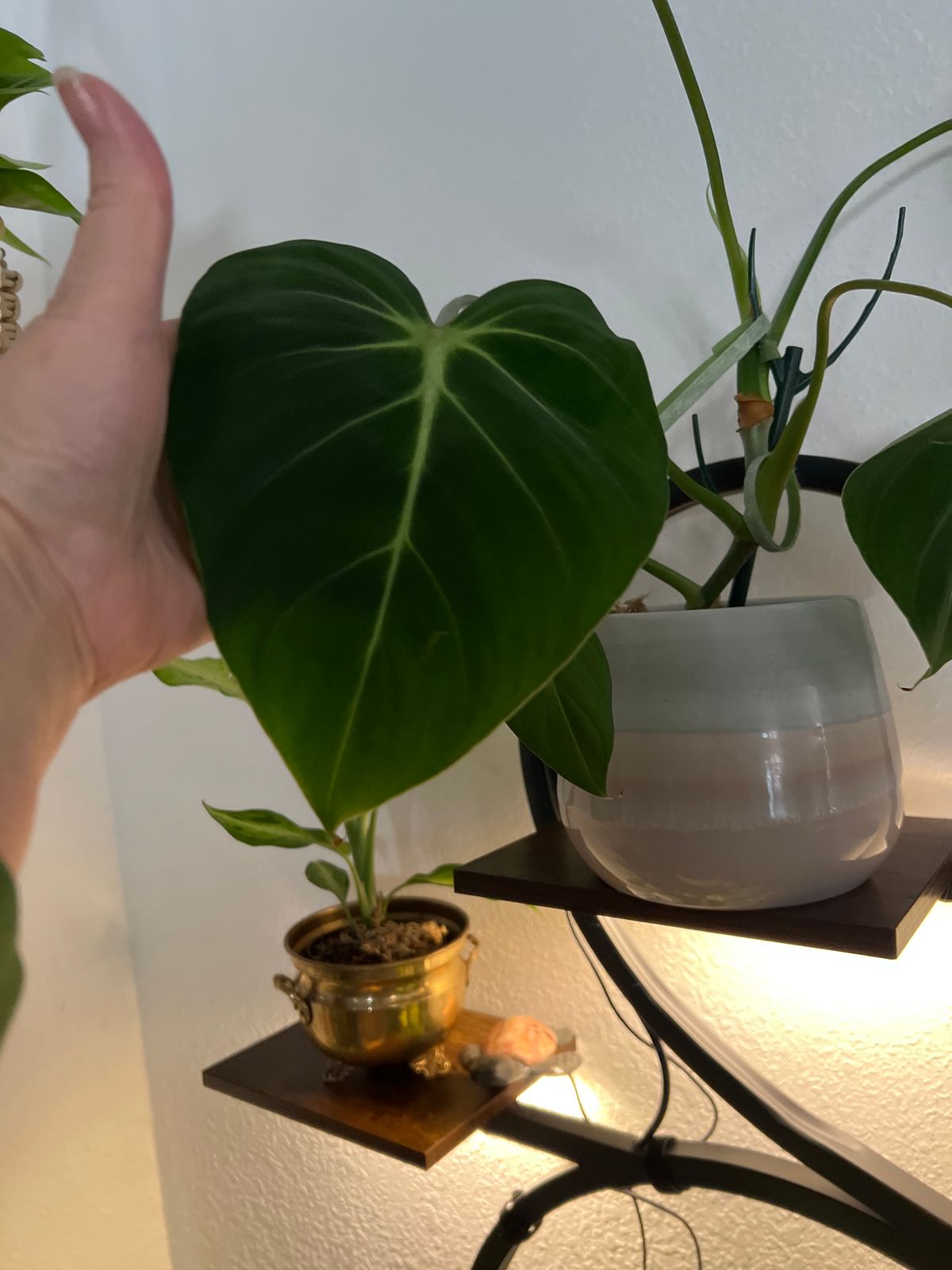 4" Philodendron 'Gloriosum'  BWH Plant Co