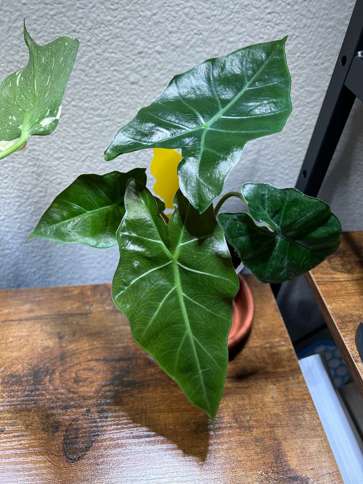 4" Alocasia 'Mayan Mask'  BWH Plant Co