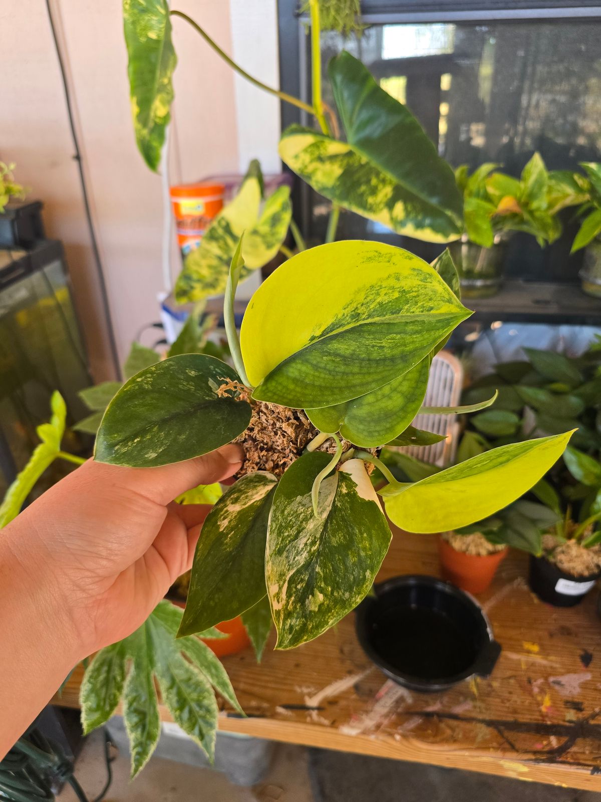 4" Variegated Scindapsus 'Jade Satin'  BWH Plant Co